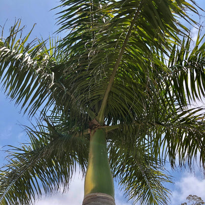 Cuban Royal Palm Seeds 