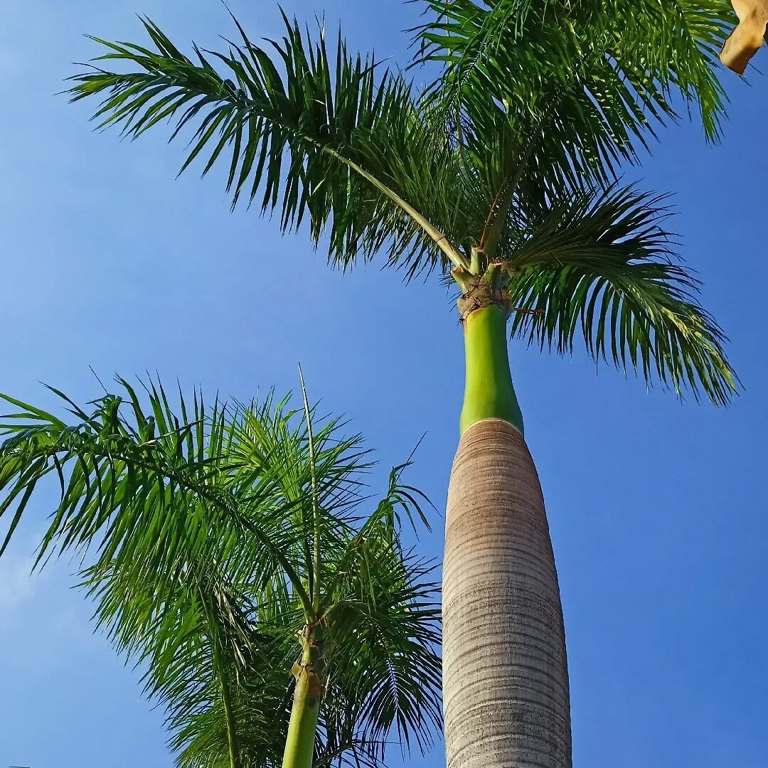 Cuban Royal Palm Seeds 