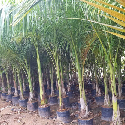 Cuban Royal Palm Seeds 