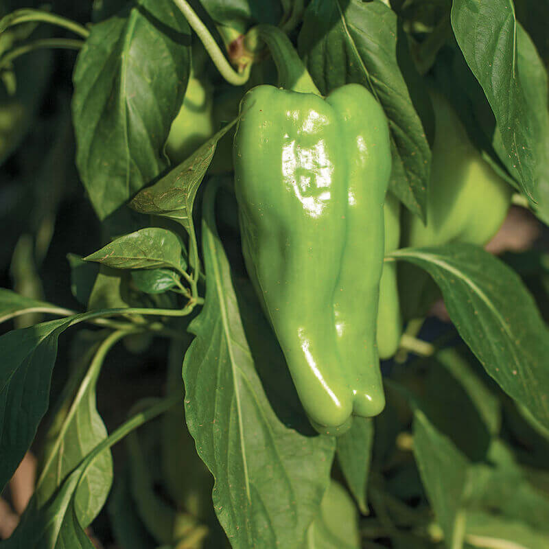 Cubanelle Pepper Seeds - Vegetable Plant