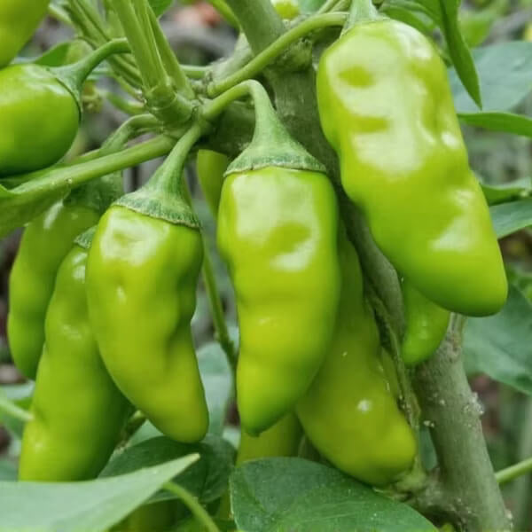 Cubanelle Pepper Seeds - Vegetable Plant