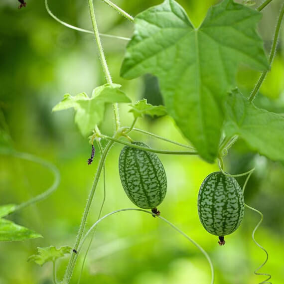 Cucamelon Seeds