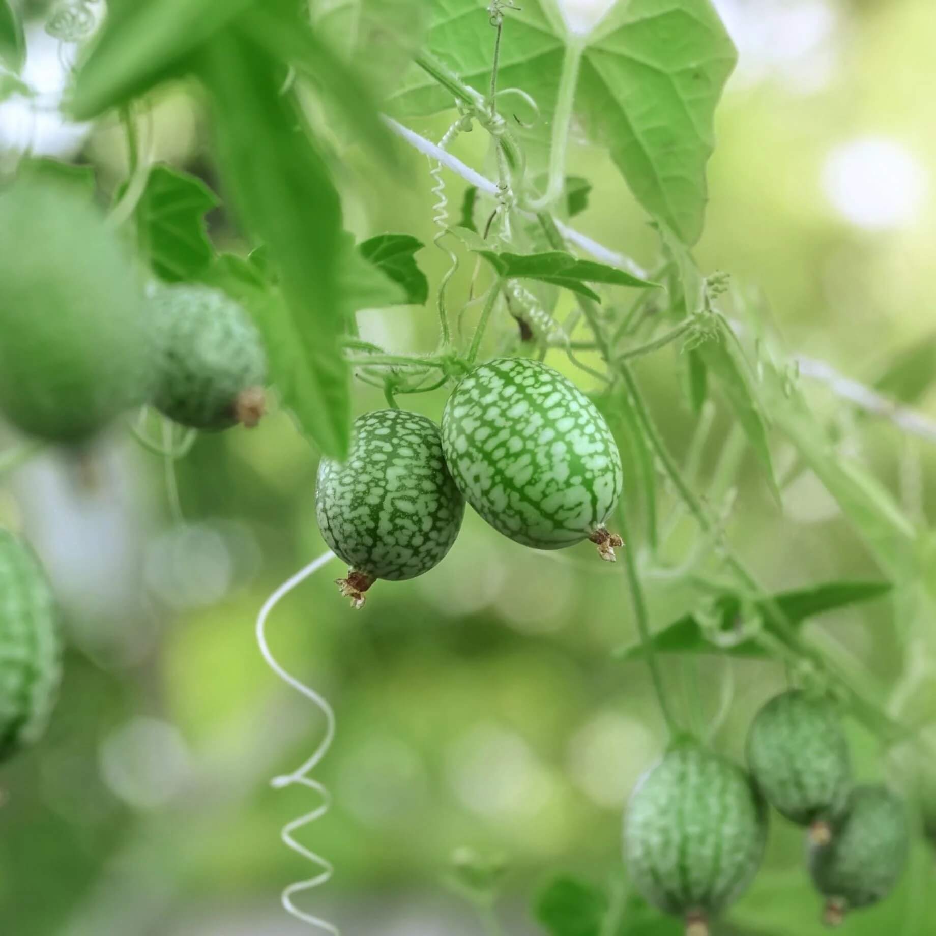 Cucamelon Seeds