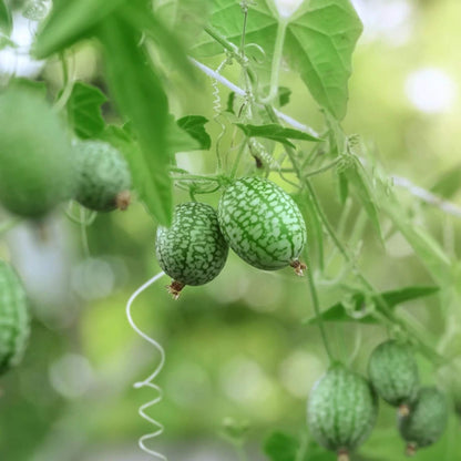 Cucamelon Seeds