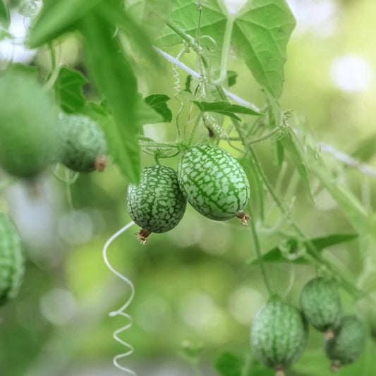Cucamelon Seeds