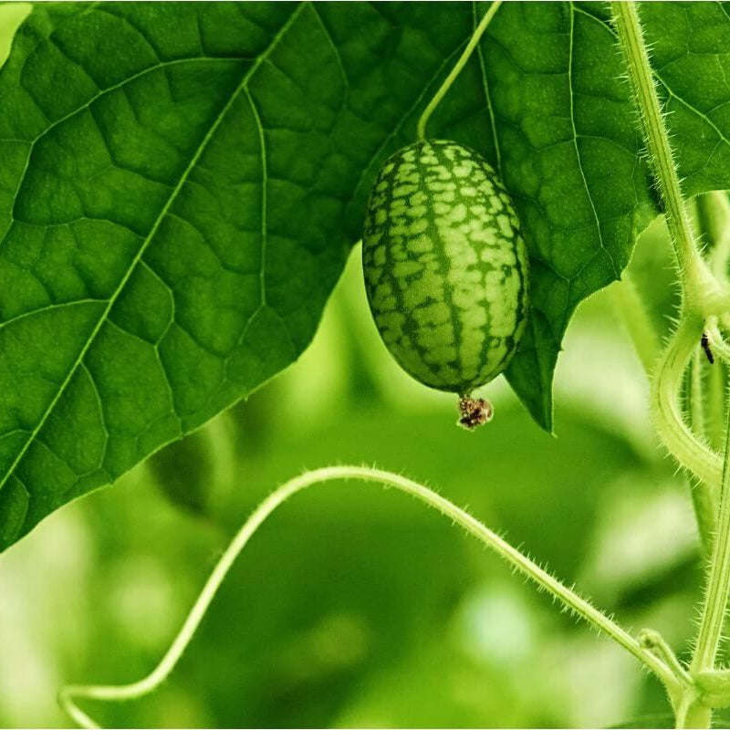 Cucamelon Seeds