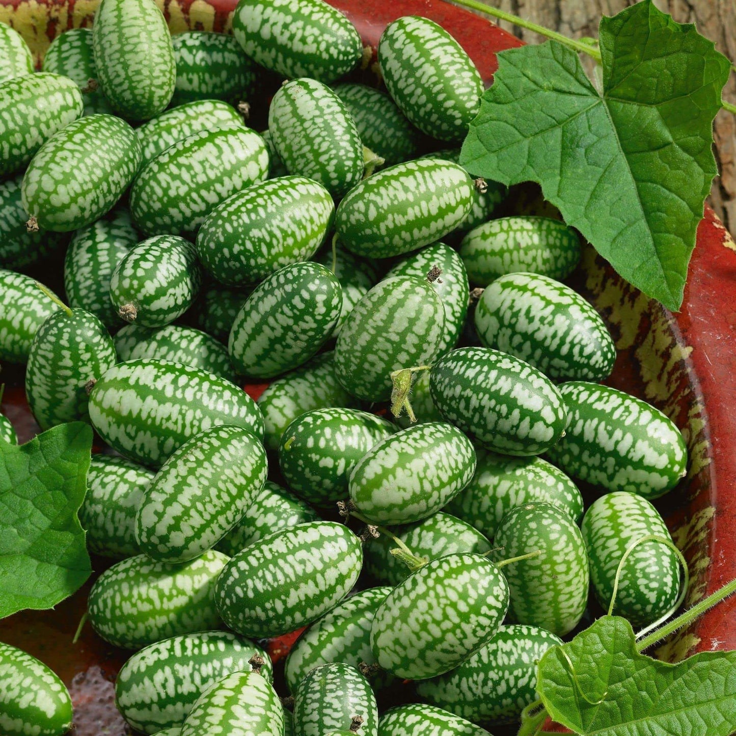 Cucamelon Seeds