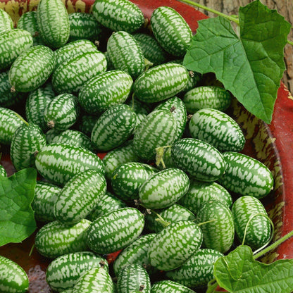 Cucamelon Seeds