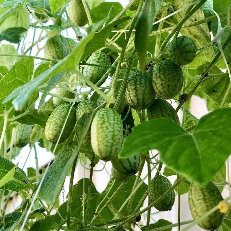 Cucamelon Seeds for Planting