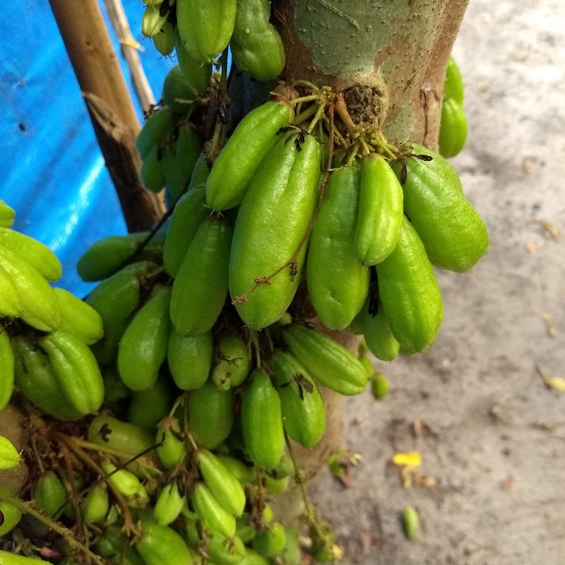 Cucumber Bilimbi Seeds