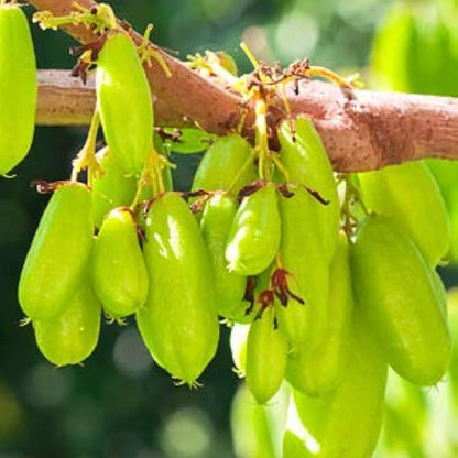 Cucumber Bilimbi Seeds