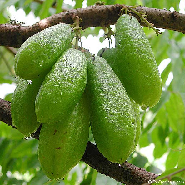 Cucumber Bilimbi Seeds