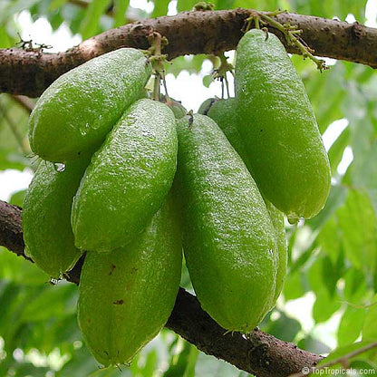 Cucumber Bilimbi Seeds