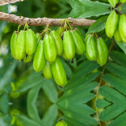 Cucumber Bilimbi Seeds