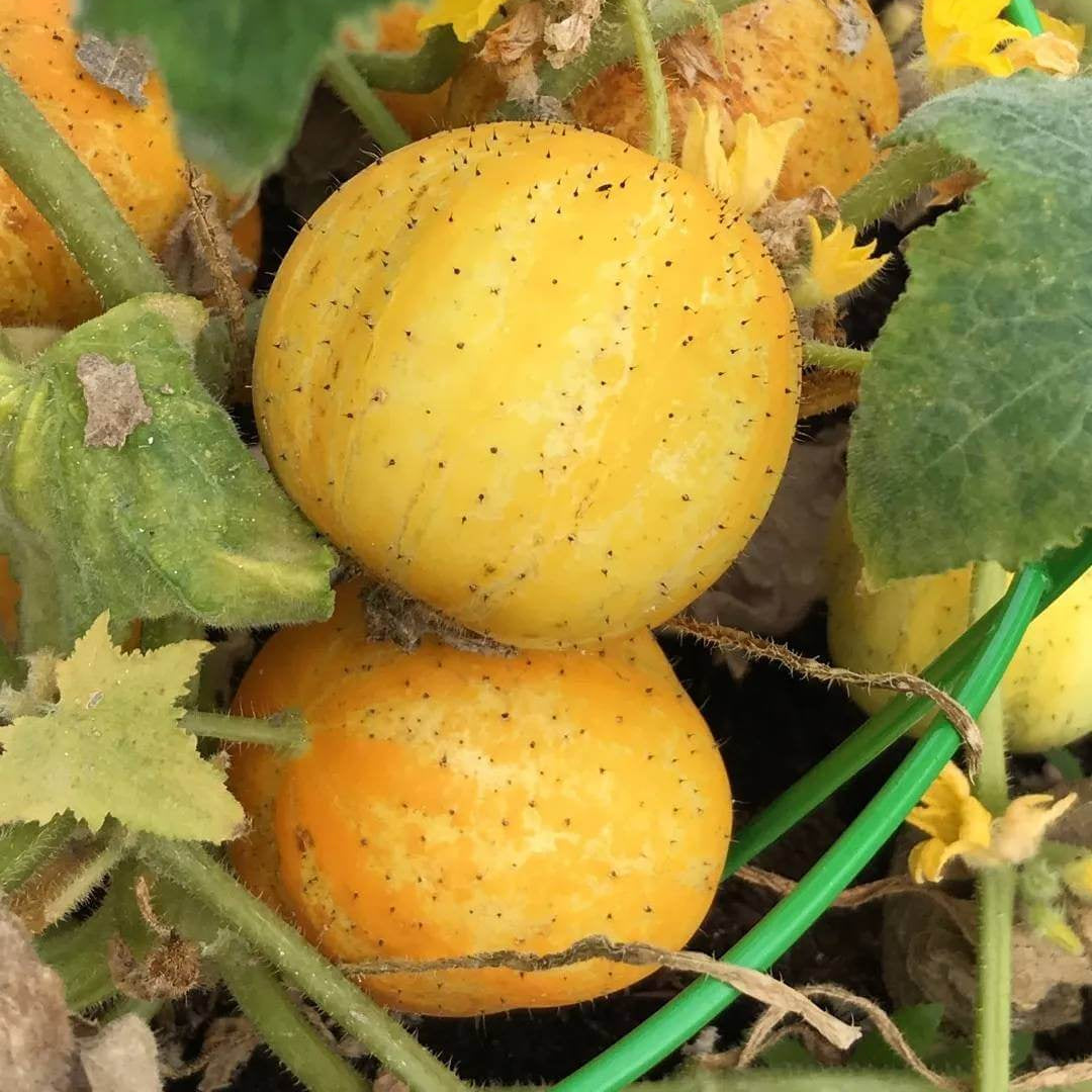 Cucumber Crystal Lemon Seeds - Heirloom Vegetable Plant for Home Gardens