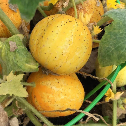 Cucumber Crystal Lemon Seeds - Heirloom Vegetable Plant for Home Gardens
