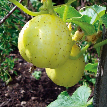 Cucumber Crystal Lemon Seeds - Heirloom Vegetable Plant for Home Gardens