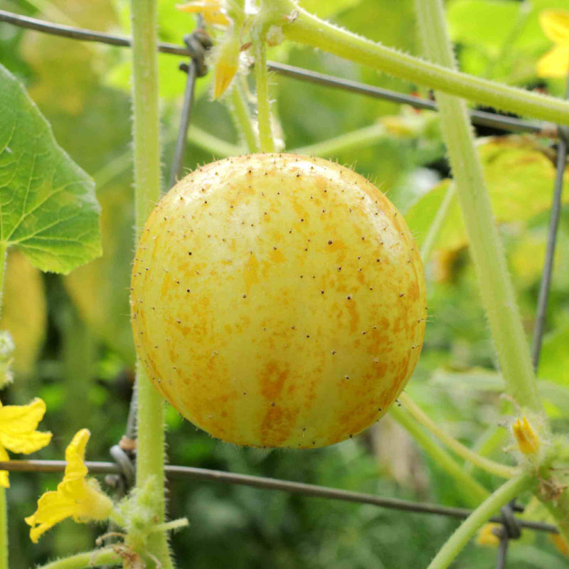 Cucumber Crystal Lemon Seeds - Heirloom Vegetable Plant for Home Gardens