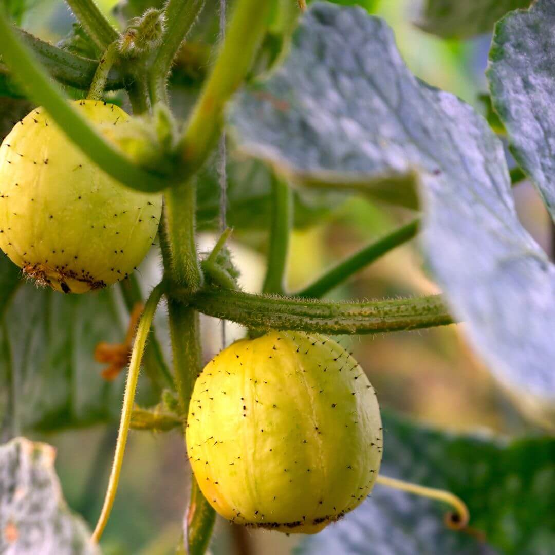 Cucumber Crystal Lemon Seeds - Heirloom Vegetable Plant for Home Gardens