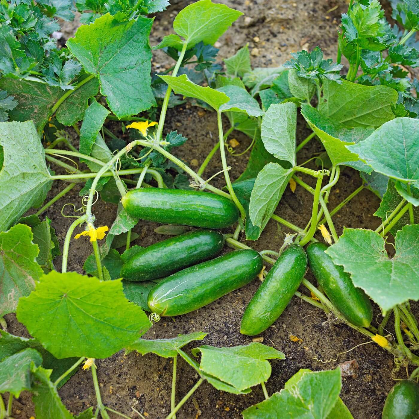 Cucumber Seeds