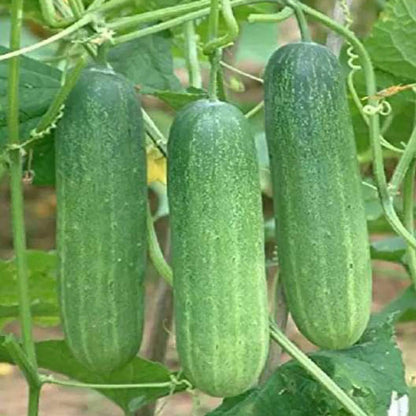 Cucumber Seeds