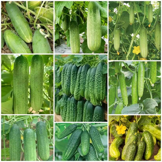 Cucumber Seeds