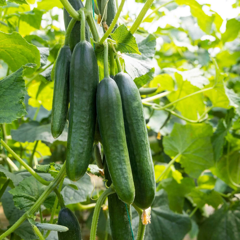 Cucumber Seeds