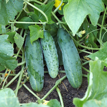 Cucumber Seeds