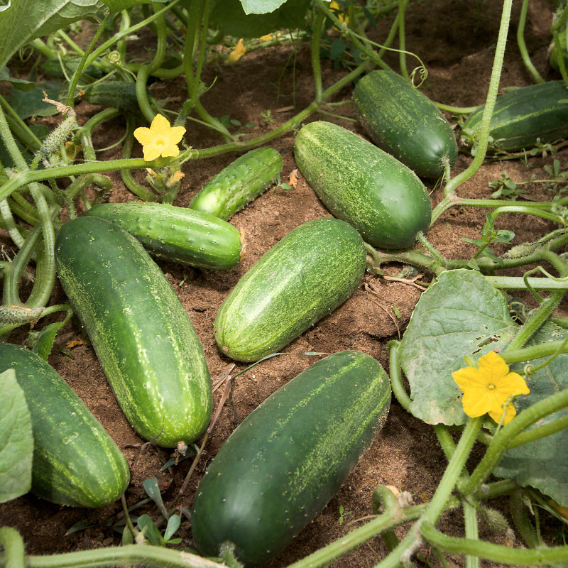 Cucumber Seeds