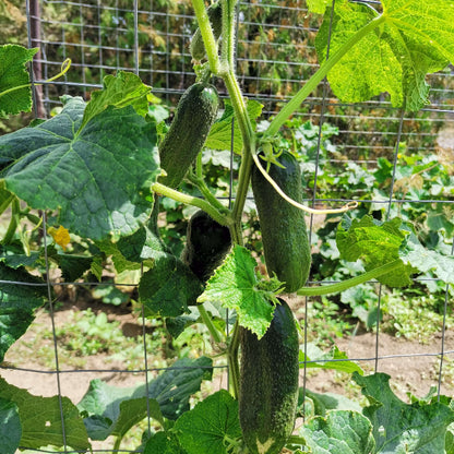 Cucumber Seeds