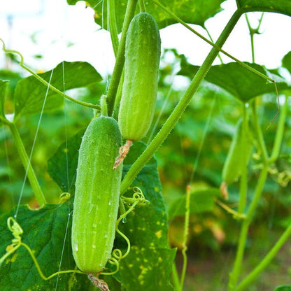 Cucumber Seeds - Vegetable Plant for Home Gardens