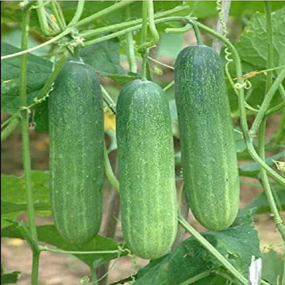 Cucumber Seeds - Vegetable Plant for Home Gardens
