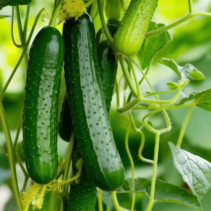 Cucumber Seeds for Planting