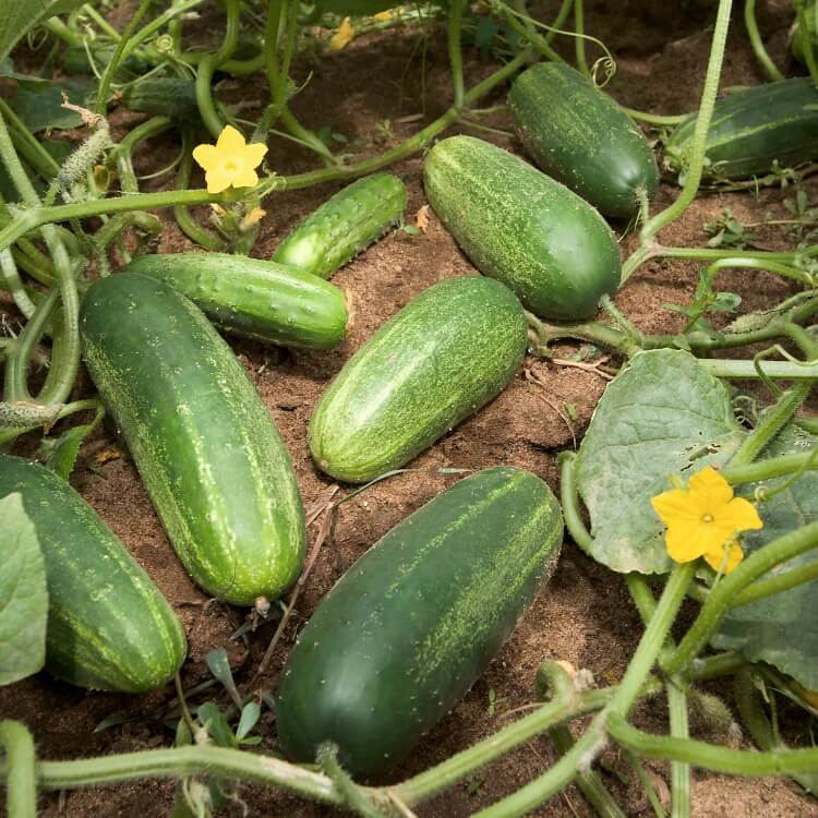 Cucumber Seeds for Planting