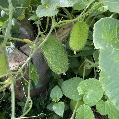Cucumis Dipsaceus Seeds - Heirloom Vegetable Plant for Home Gardens