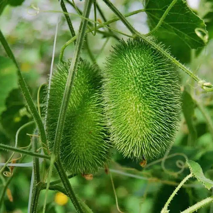 Cucumis Dipsaceus Seeds - Heirloom Vegetable Plant for Home Gardens