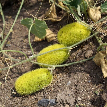 Cucumis Dipsaceus Seeds - Heirloom Vegetable Plant for Home Gardens