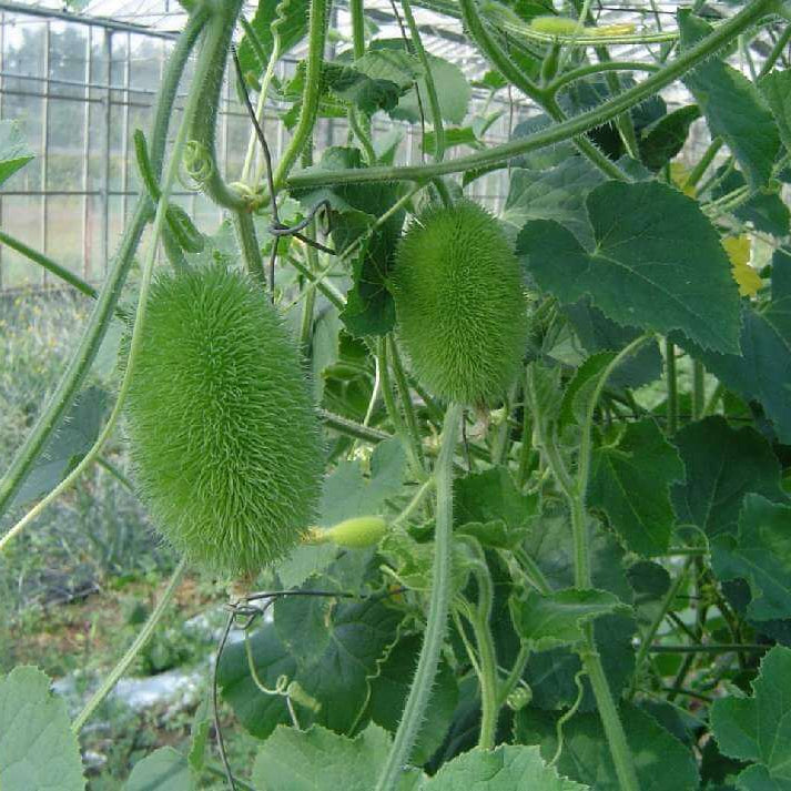 Cucumis Dipsaceus Seeds - Heirloom Vegetable Plant for Home Gardens