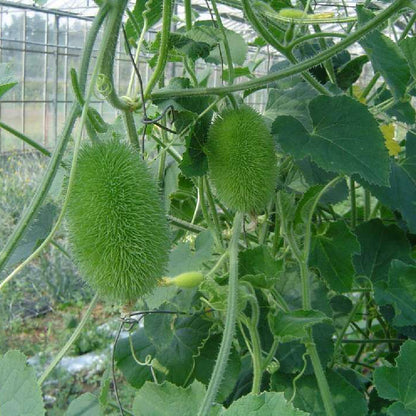 Cucumis Dipsaceus Seeds - Heirloom Vegetable Plant for Home Gardens