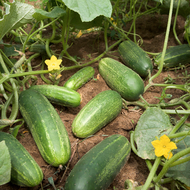 Cucumis Sativus Cucumber Seeds 