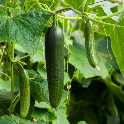 Cucumis Sativus Cucumber Seeds 