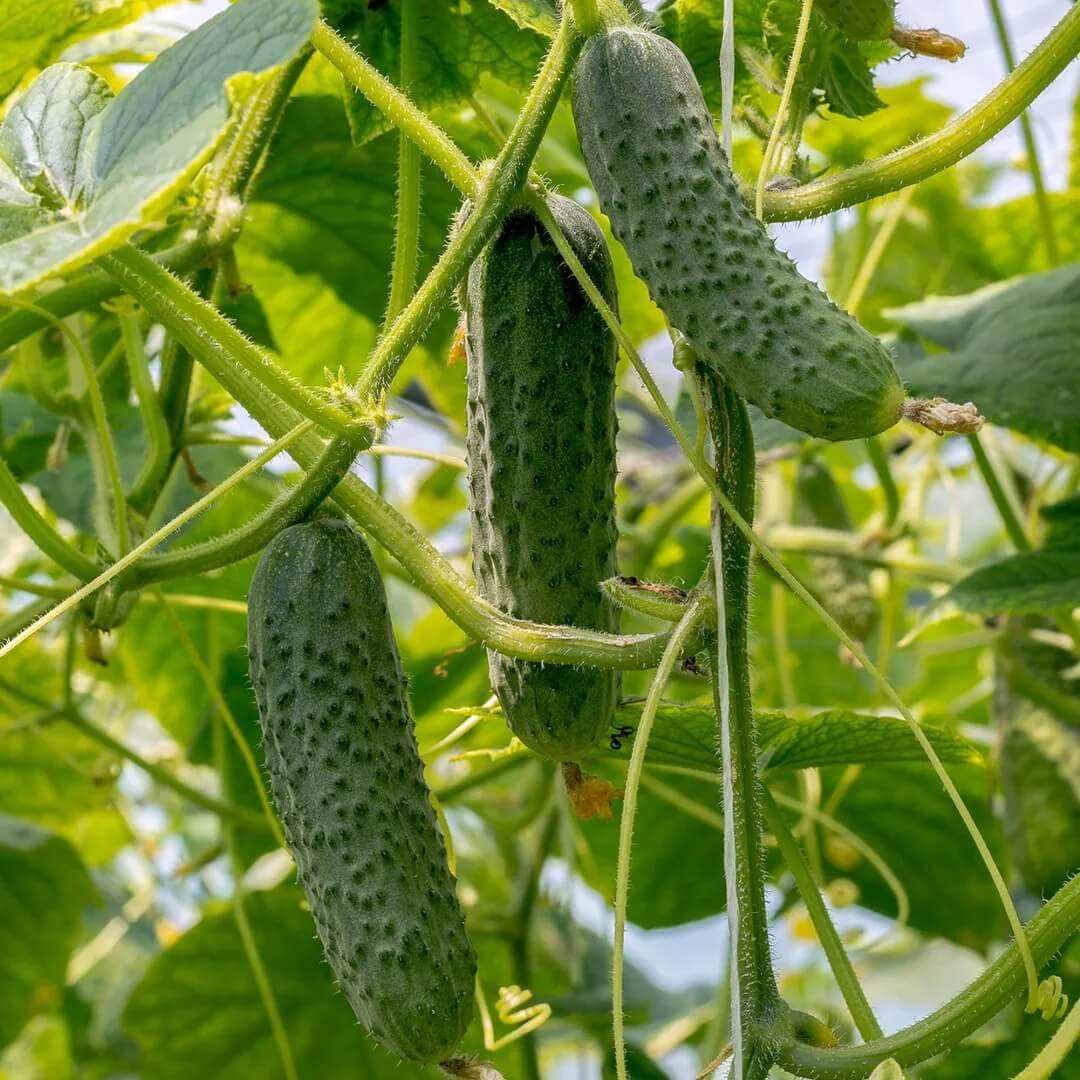Cucumis Sativus Cucumber Seeds 