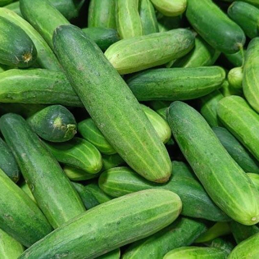Cucumis Sativus Cucumber Seeds 