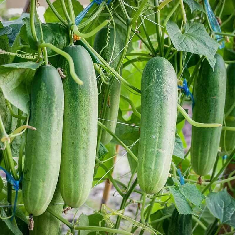 Cucumis sativus seeds