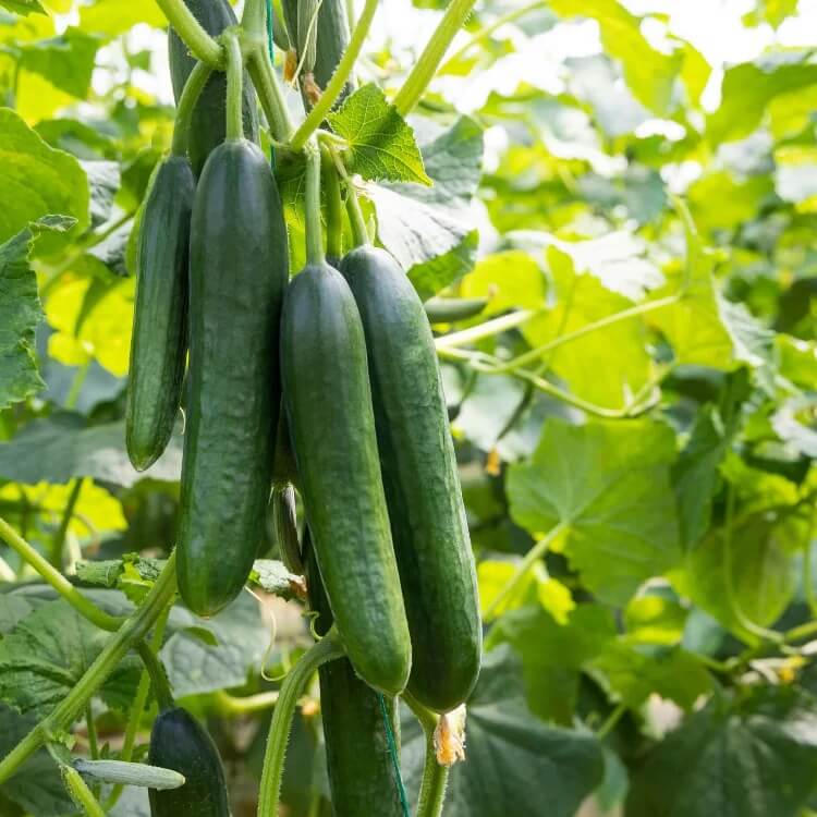 Cucumis sativus seeds for Planting