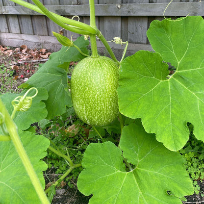 Cucurbita Seeds - Heirloom Vegetable Plant for Home Gardens