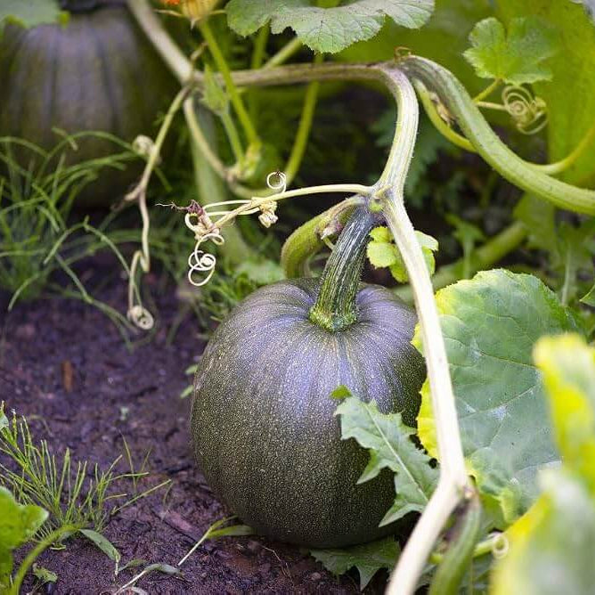 Cucurbita Seeds - Heirloom Vegetable Plant for Home Gardens