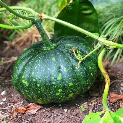 Cucurbita Seeds - Heirloom Vegetable Plant for Home Gardens