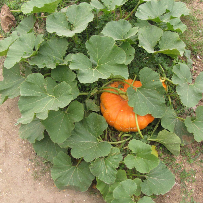 Cucurbita Seeds - Heirloom Vegetable Plant for Home Gardens