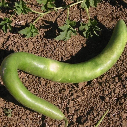 Cucuzzi Seeds - Heirloom Vegetable Plant for Home Gardens